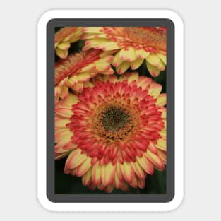 Gerbera in bewegung Sticker